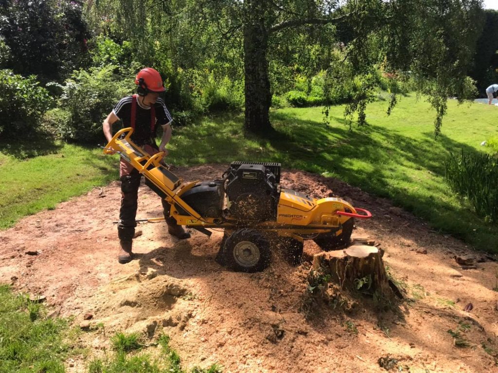 What Are Tree Surgeons and How First Cut Trees Work Across South Devon