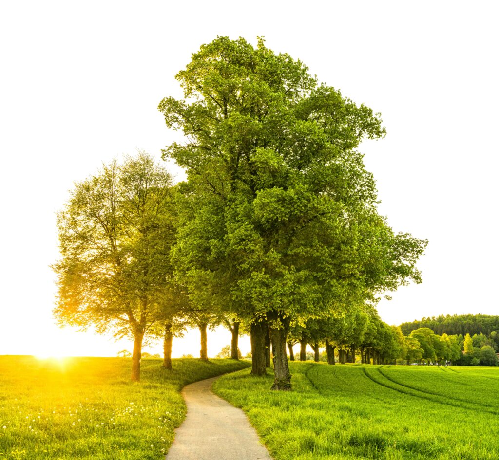 The Importance of Regular Tree Inspections for Homeowners & Businesses in South Devon