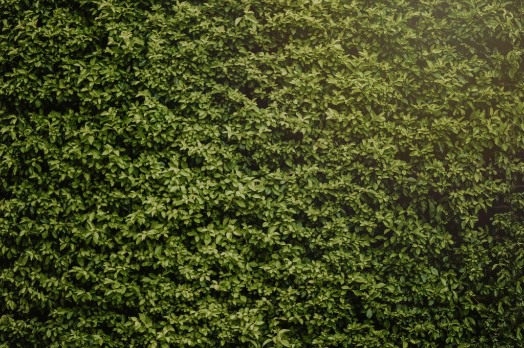 A vibrant green hedge showcasing a dense pattern of leaves for natural background use.