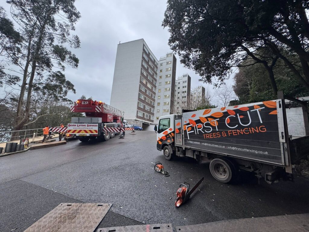 Safe Removal of a Declining Cedar Tree in Torbay