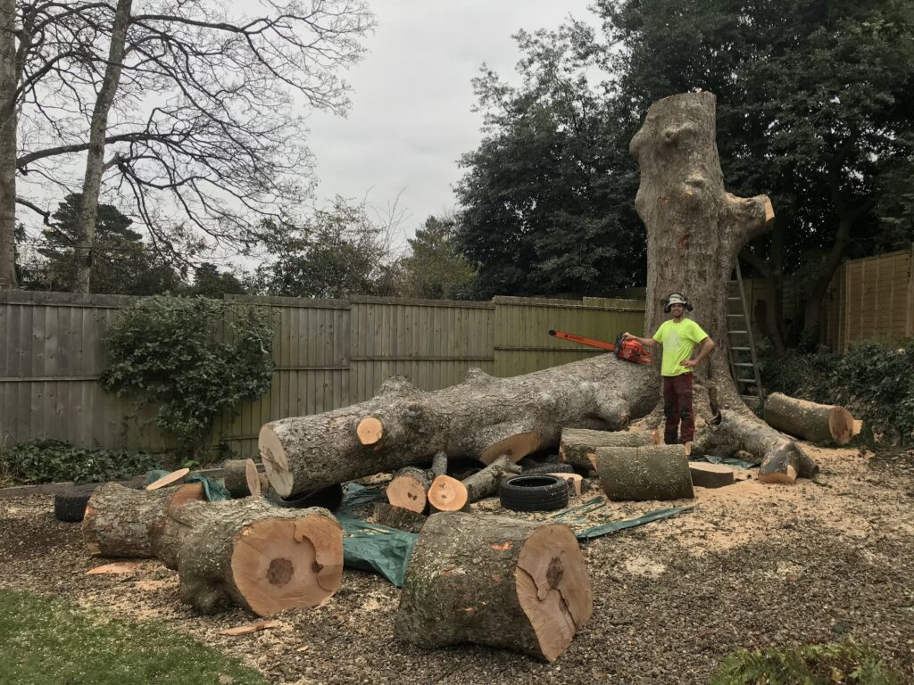 When Do I Need a Tree Surgeon?