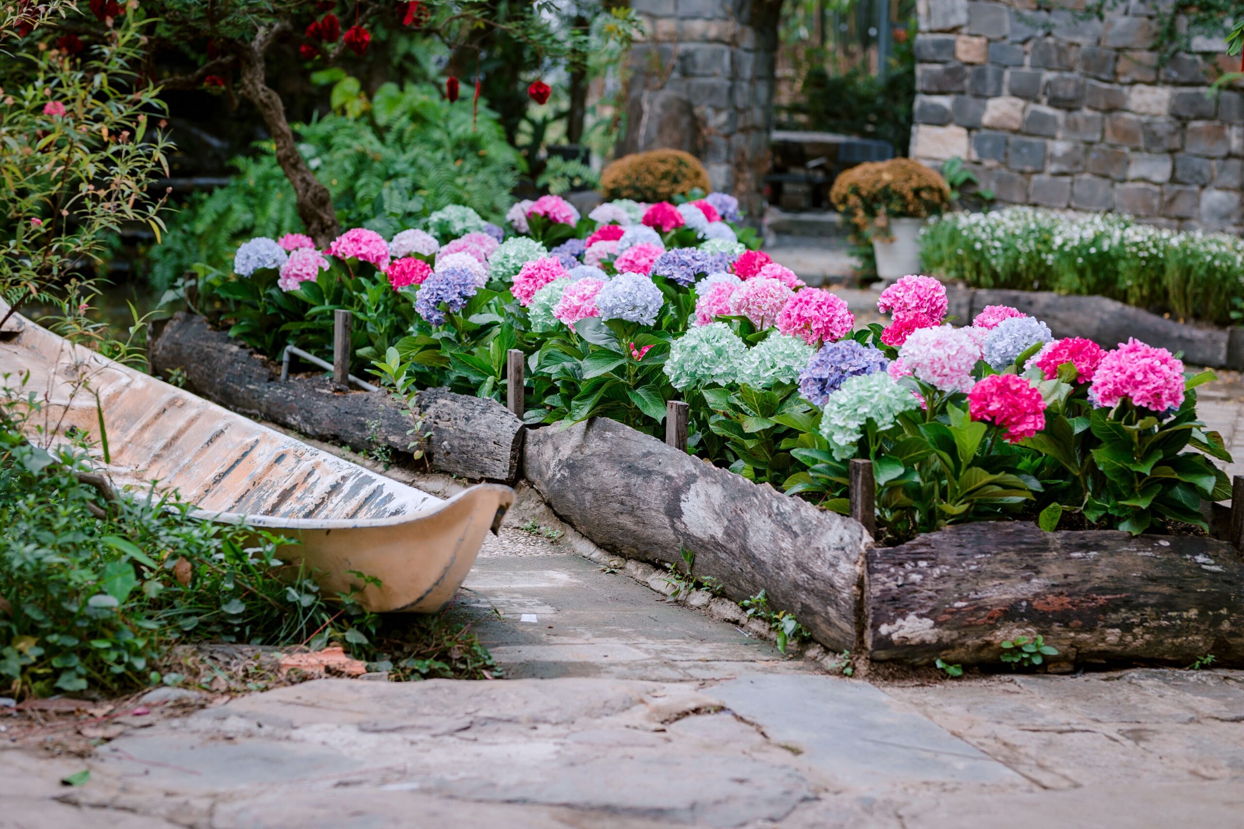 Colorful hydrangeas bloom in a rustic garden with natural wood planters and stone paths.