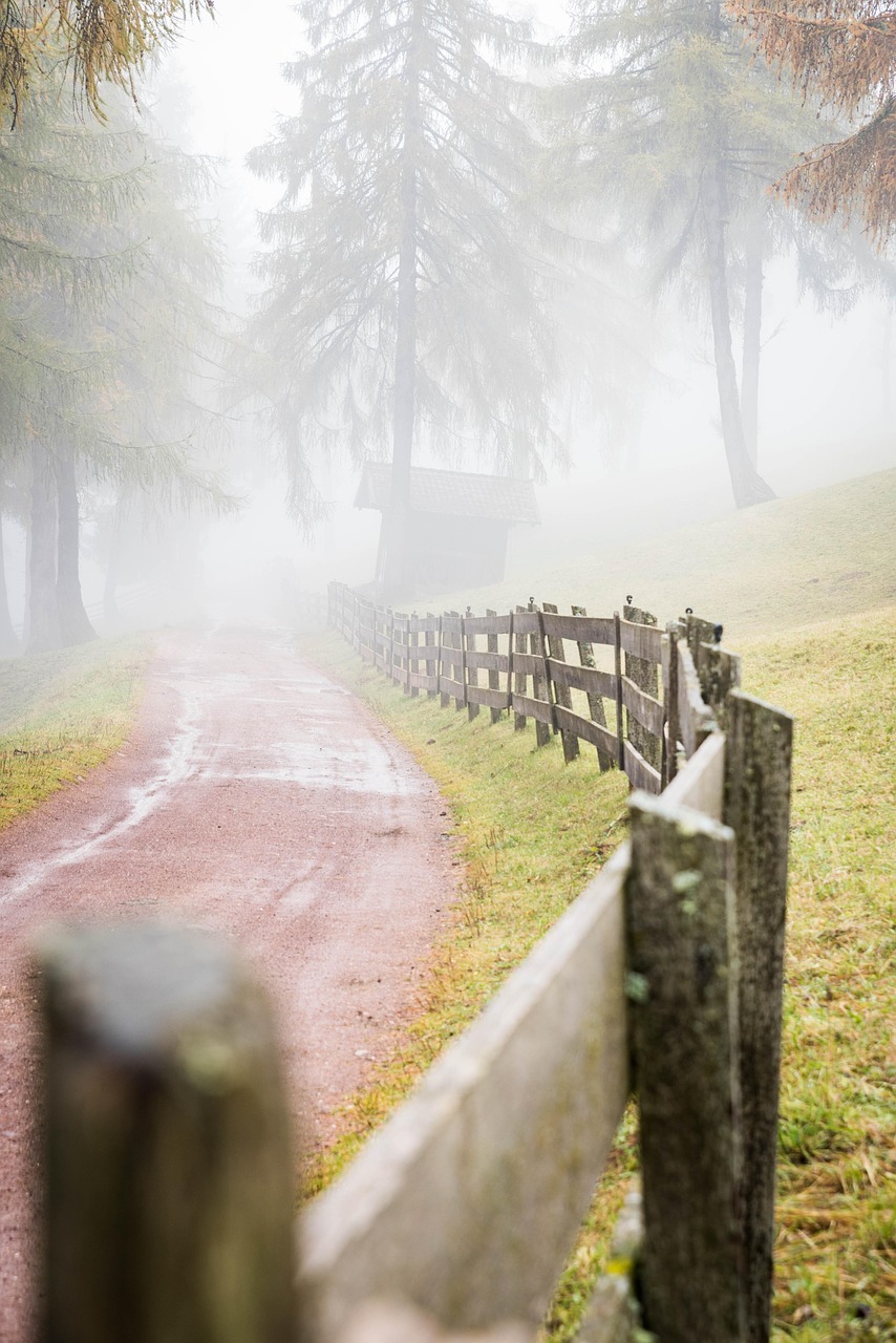 road, pathway, trail, fence, trees, fog, forest, leaves, autumn, salten, south tyrol, törggelen, chestnut, nature, road, pathway, pathway, pathway, pathway, pathway, trail, trail, trail, fence, fence, fence, forest, autumn, nature