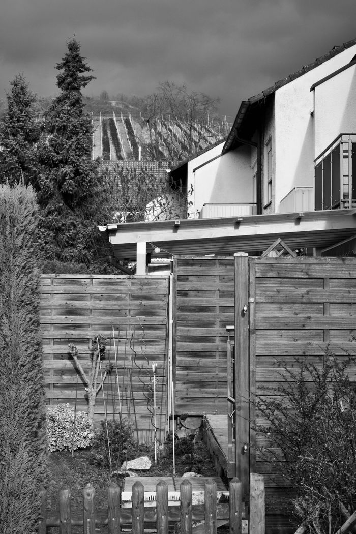 Monochrome image of a suburban backyard with wooden fences and distant vineyards.