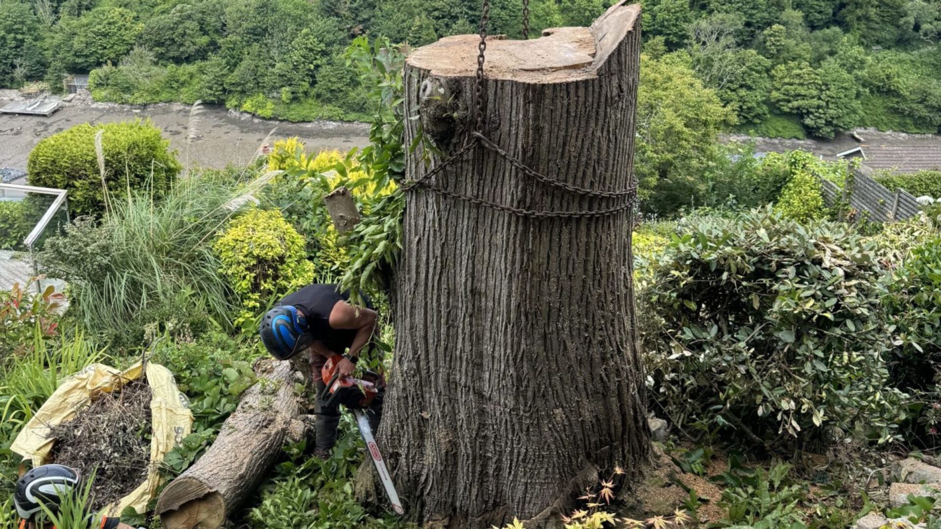 Stump Grinding vs Stump Removal: Which Is Right for Your Garden?